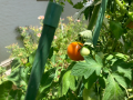 wkfusa_image32