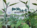 wkfusa_image34
